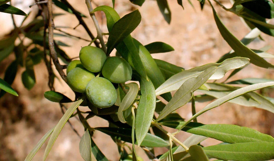 Calabria Olive Seeds - Green Gold Variety for Garden Planting - Olea europaea - Fast USA Shipping