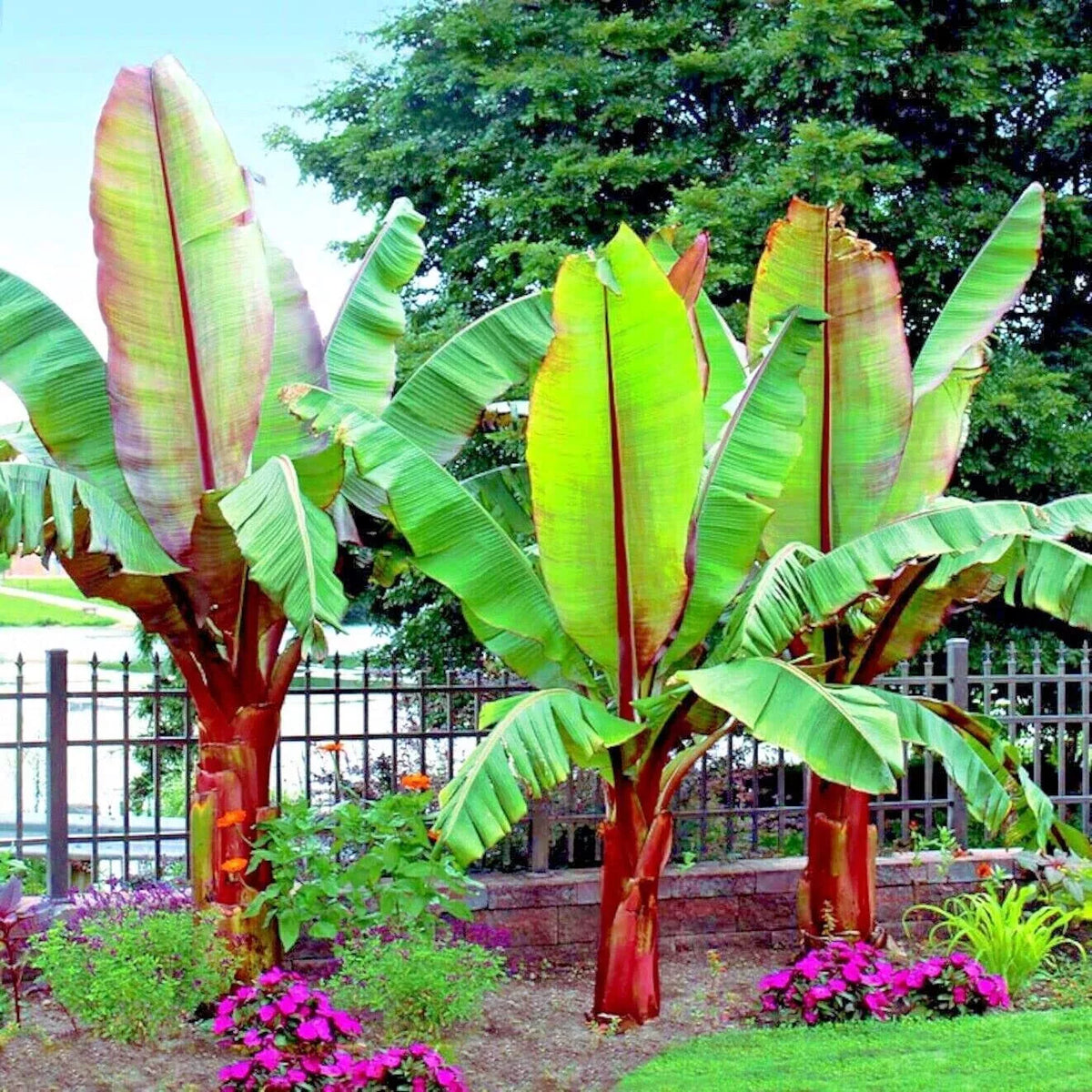 Abyssinian Banana Tree Seeds 5 Pack - Ensete ventricosum - Tropical Exotic Plant Seeds for Garden and Indoor Growth