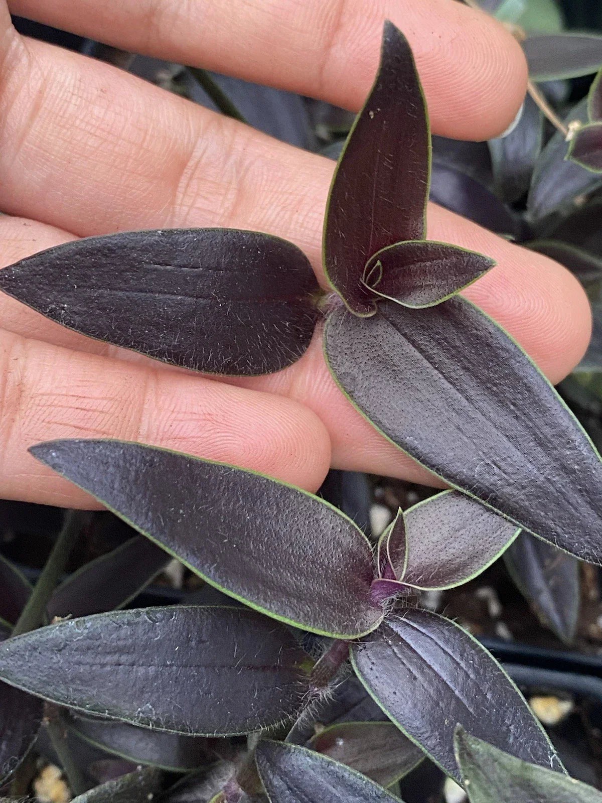 Dark Desire Wandering Dude Cuttings - Tradescantia Jose Puig - 2 Rooted Rare Houseplant