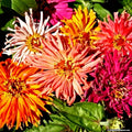 Giant Cactus Zinnia Seeds Mix - 100+ Assorted Color Flower Seeds - Zinnia elegans for Garden Beds & Cut Flowers