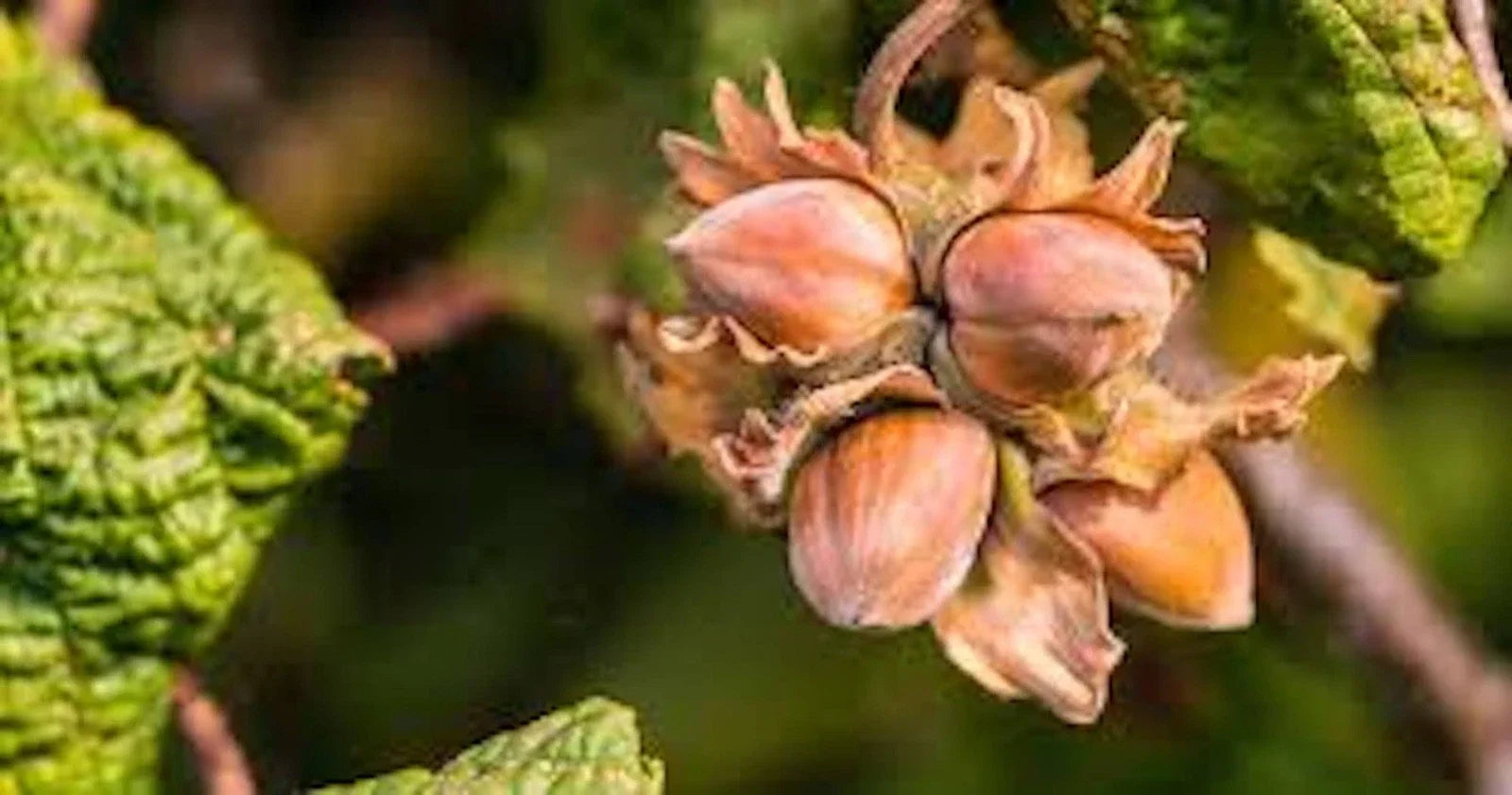 American Hazelnut Tree Bare Root 12-24 Inches Corylus americana Edible Nuts Native Plant