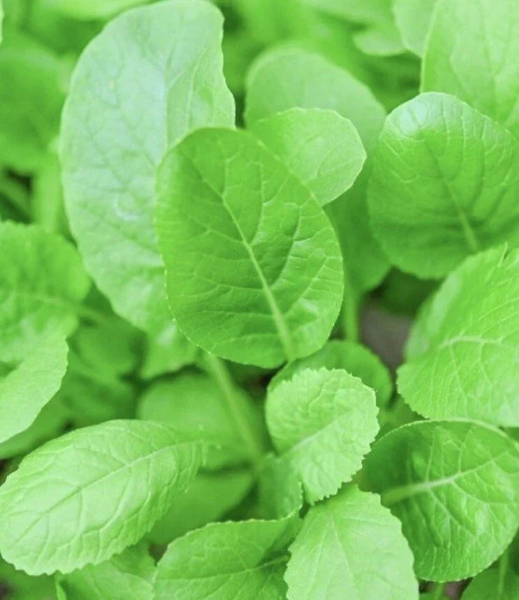 Tendergreen Mustard Seeds Pack - Brassica juncea for Salad Greens & Cooking, 2000 Seeds