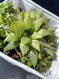 Haworthia Cymbiformis Succulent Plant 4-Inch Pot Cathedral Window Green Indoor Outdoor