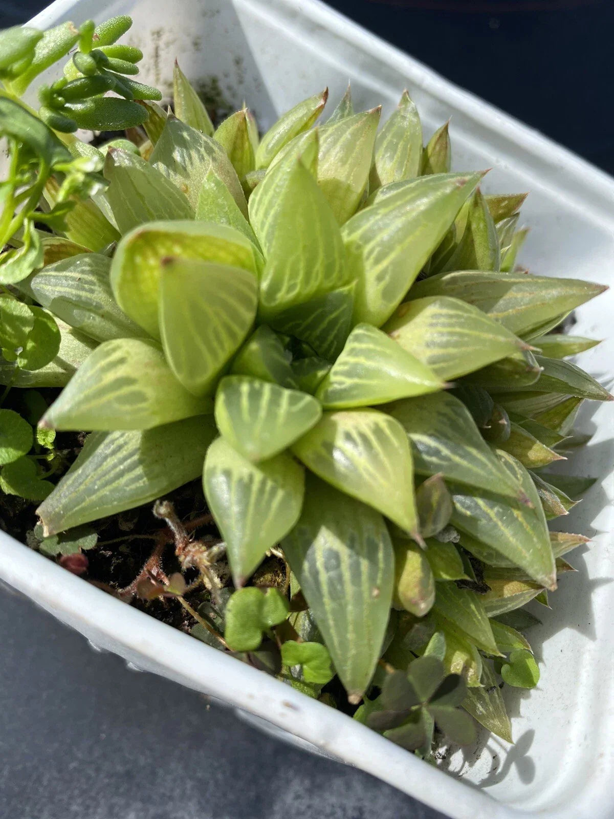 Haworthia Cymbiformis Succulent Plant 4-Inch Pot Cathedral Window Green Indoor Outdoor