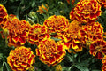 Colossus Red Gold Marigold Seeds - Tagetes erecta - Bright Flowering Annual for Garden Beds & Borders, 25+ Pack