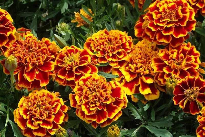 Colossus Red Gold Marigold Seeds - Tagetes erecta - Bright Flowering Annual for Garden Beds & Borders, 25+ Pack
