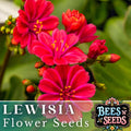Ruby Lewisia Seeds - Non-GMO Flower Seeds for Garden, Lewisia cotyledon, Vibrant Perennial Blooms, Rock Garden & Container Planting