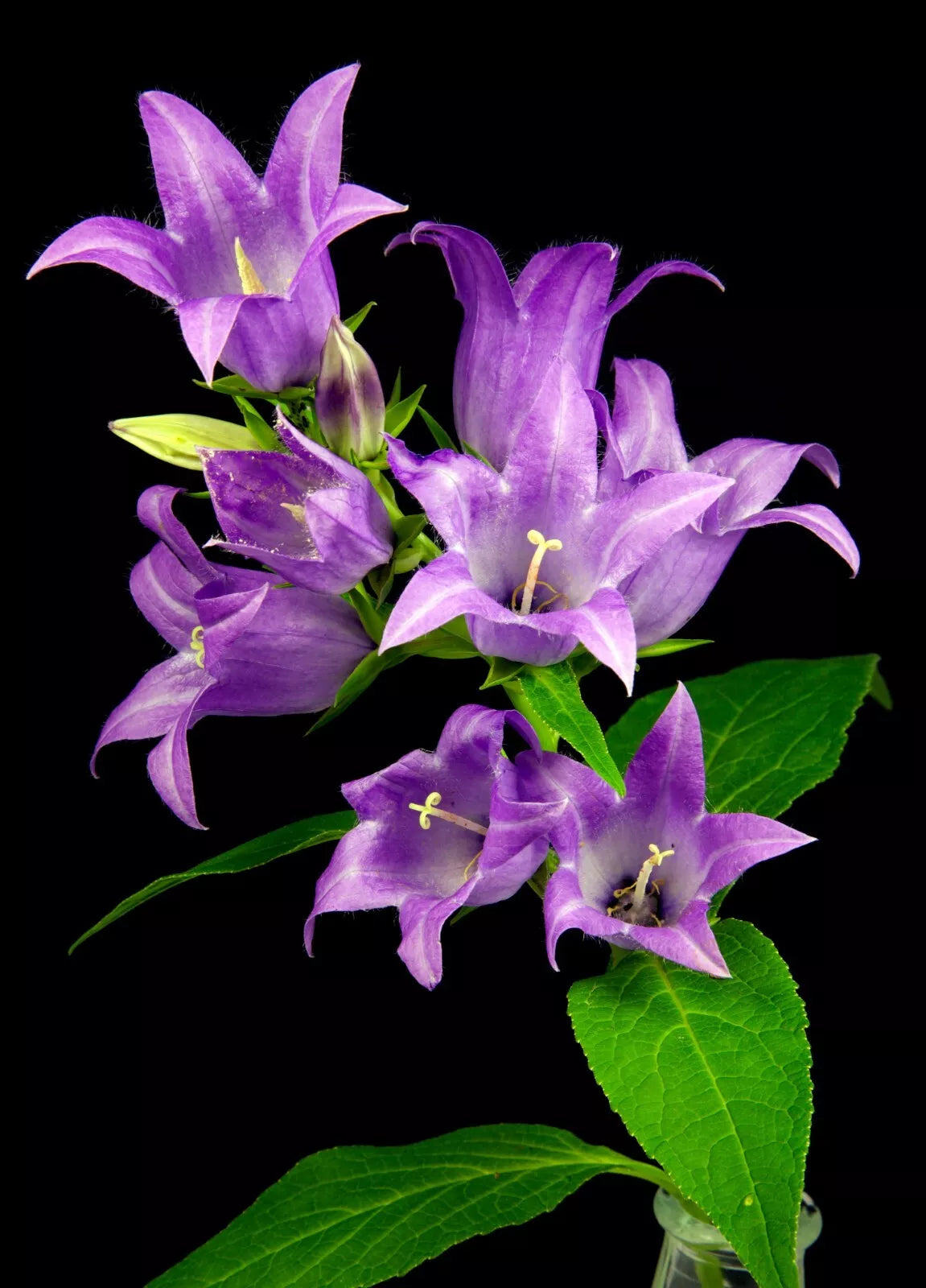 Great Bellflower Seeds 213 Count - Lavender-Blue Campanula latifolia Perennial Flower Seeds for Garden, Borders, Cottage Gardens