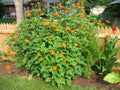 Mexican Sunflower Seeds - 101+ Pack, Drought Tolerant Summer Flowers, Tithonia rotundifolia, Bright Yellow-Orange Blooms