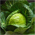 Early Round Dutch Cabbage Seeds, Non-GMO, Brassica oleracea var. capitata, Vegetable Garden Seeds, Compact Head, 300+ Seeds