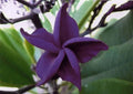Dark Purple Plumeria Seeds - Perennial Flower for Garden & Lei Making - Plumeria rubra, Tropical Blooms, 5 Seeds