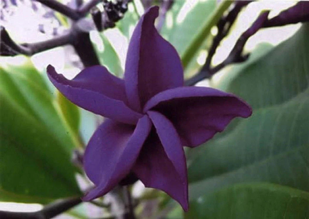 Dark Purple Plumeria Seeds - Perennial Flower for Garden & Lei Making - Plumeria rubra, Tropical Blooms, 5 Seeds