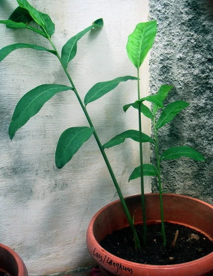 Alpinia Galanga Live Plant – Fresh Rooted Rhizome – Greater Galangal Herb – Culinary Ginger Alternative – Tropical Herb Plant