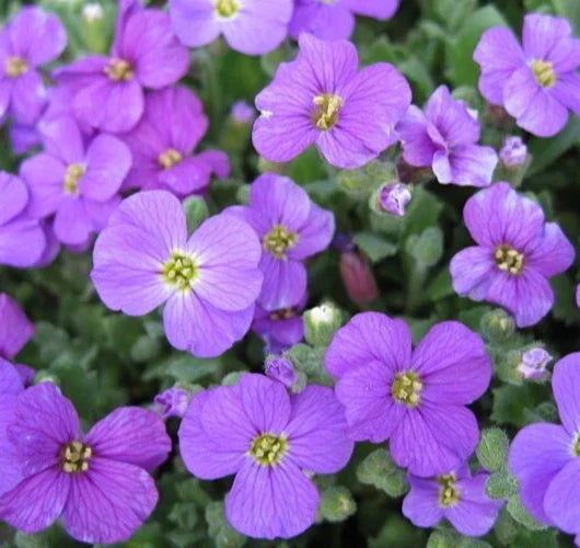 Purple Rockcress Seeds 200+ Aubrieta Deltoidea Perennial Ground Cover for Rock Gardens and Borders