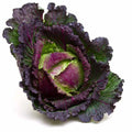 January King Cabbage Seeds - 500+ Heirloom Brassica oleracea for Home Garden, Winter Vegetable, Compact Heads, Non-GMO Seed Pack