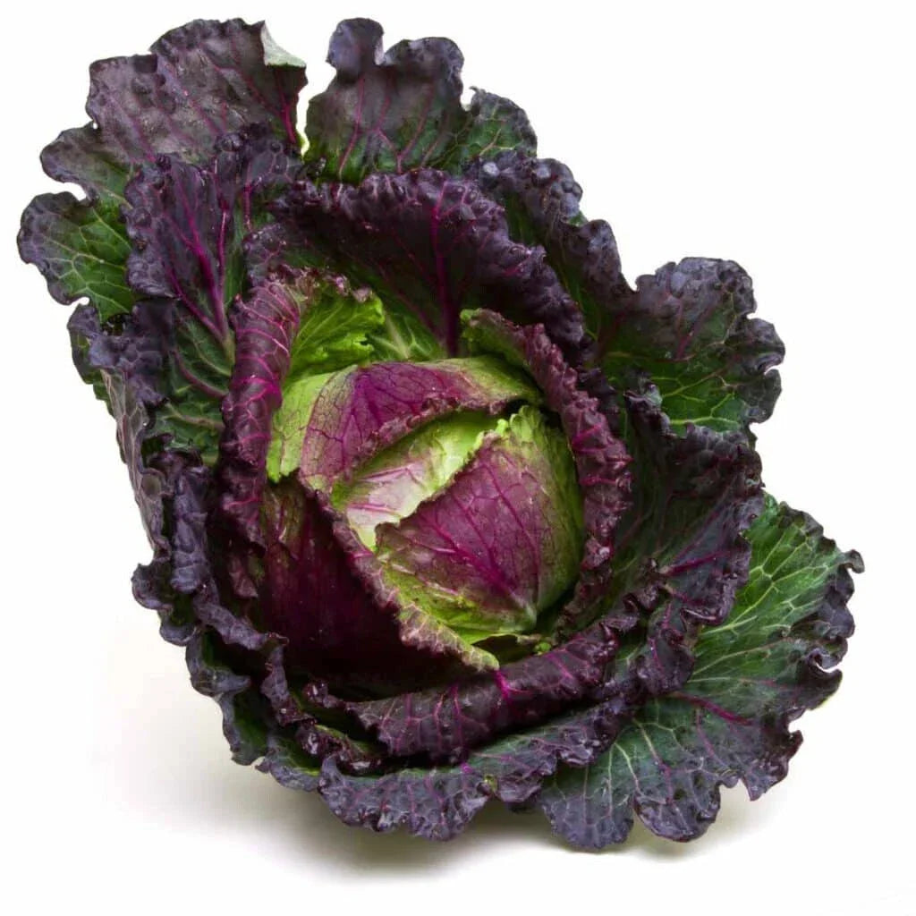January King Cabbage Seeds - 500+ Heirloom Brassica oleracea for Home Garden, Winter Vegetable, Compact Heads, Non-GMO Seed Pack