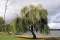 32 Gold Weeping Willow Tree Cuttings for Planting - Salix babylonica 'Golden Willow'
