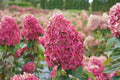 Hydrangea paniculata Limelight Cuttings – 6-10 Inch Rooted Hydrangea Plants for Garden or Container