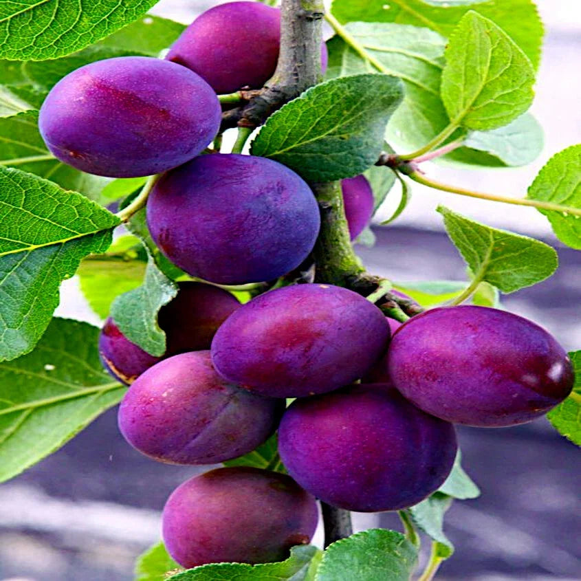 American Plum Tree Seeds - Prunus americana - Fast Growing Fruit & Flower Plant for USDA Zone 3