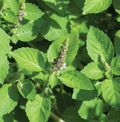 Holy Basil Seeds 200+ | Ocimum sanctum Herb | Medicinal & Culinary Herb | Non-GMO, USA Grown, Free Shipping