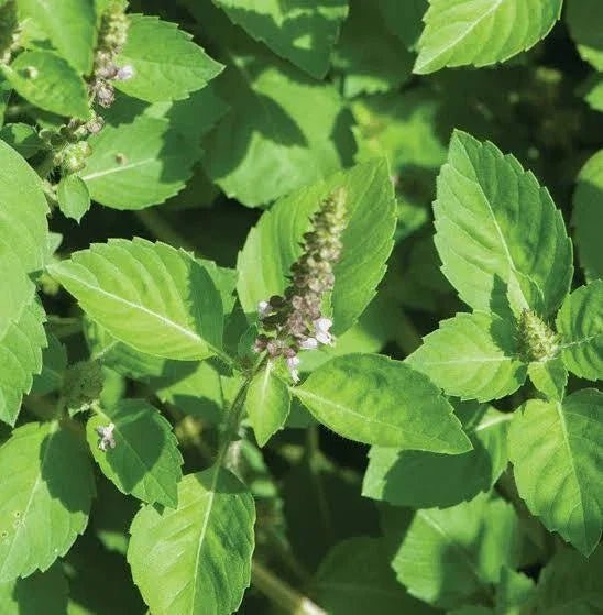 Holy Basil Seeds 200+ | Ocimum sanctum Herb | Medicinal & Culinary Herb | Non-GMO, USA Grown, Free Shipping