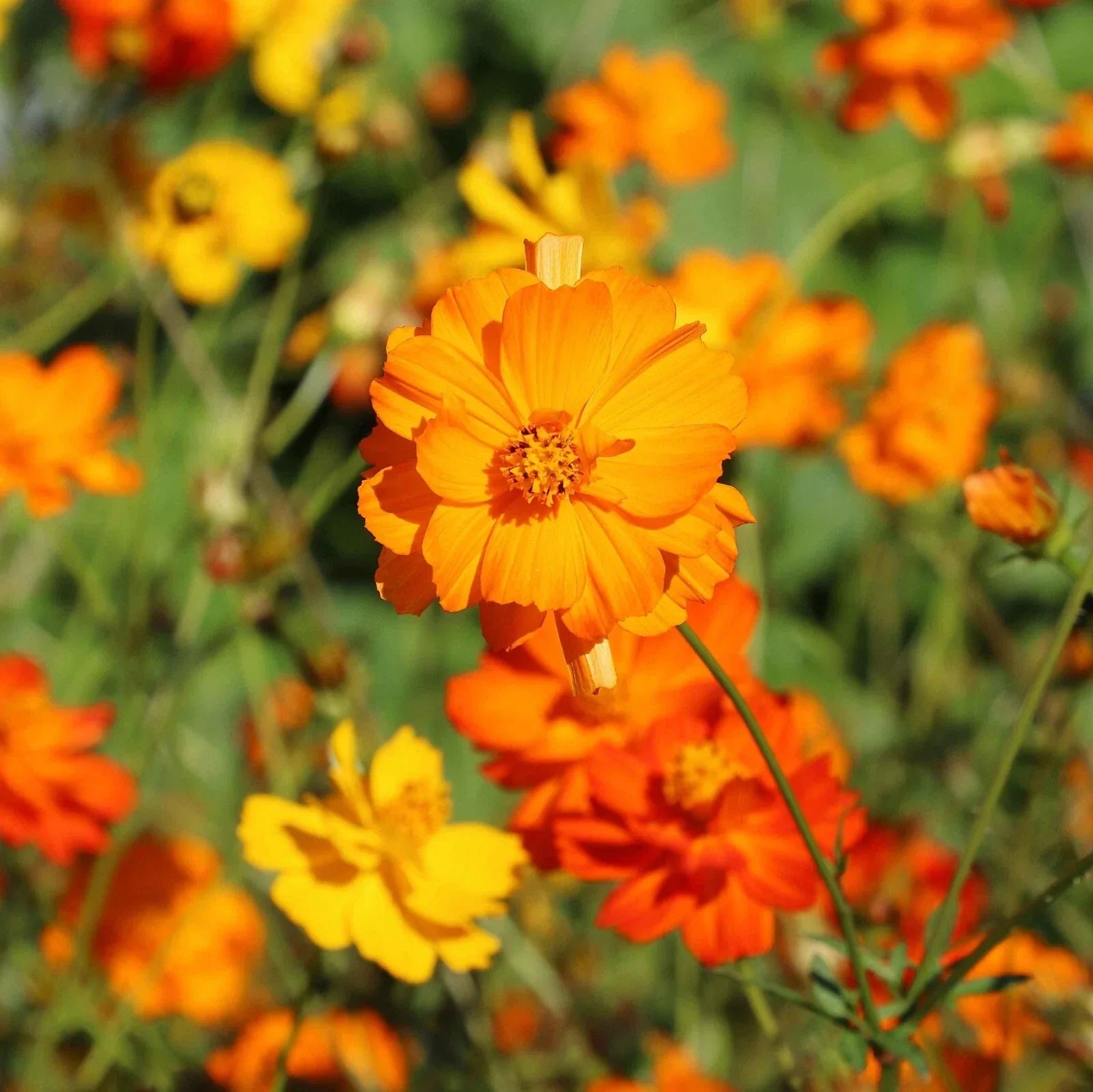 Diablo Cosmos Seeds - 200+ Pack, Vibrant Deep Red Flowers, Cosmos bipinnatus, Garden Planting, Summer Bloom, Butterfly Attractant