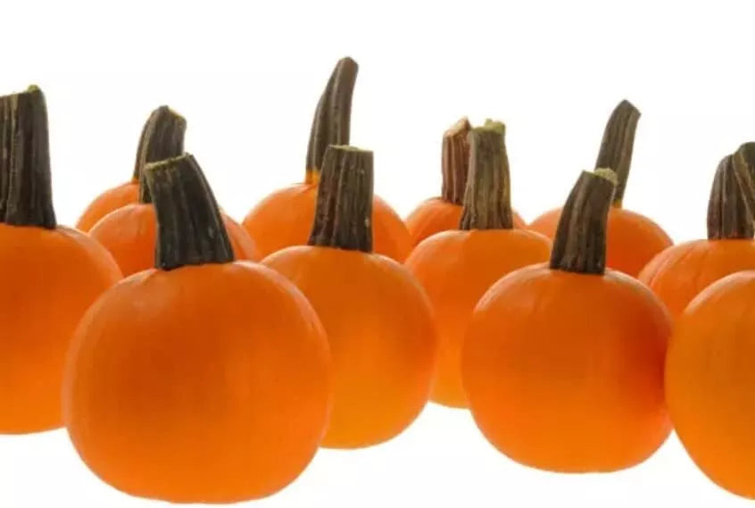 Half Pint Pumpkin Seeds for Planting, Decorative Mini Pumpkins, Cucurbita pepo, 10 Seeds