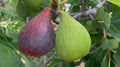 Violette de Bordeaux Fig Seeds – 100+ Ficus carica for Garden Planting, Edible Fruit, Deciduous Tree, USA