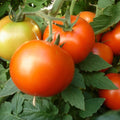 Early Girl Tomato Seeds, F1 Hybrid, Non-GMO, Heirloom Variety, Lycopersicon esculentum, Compact Growth, Packaged Seeds