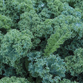 Blue Curled Scotch Kale Seeds - Non-GMO Brassica oleracea var. sabellica, 300+ Seeds for Home Gardening