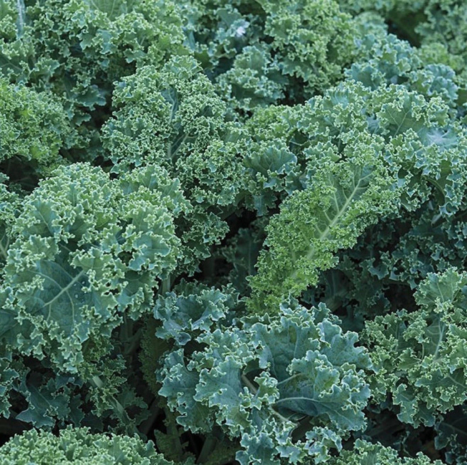 Blue Curled Scotch Kale Seeds - Non-GMO Brassica oleracea var. sabellica, 300+ Seeds for Home Gardening