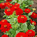Red Zinnia Flower Seeds - 301+ Cherry Red Annuals for Garden, Cut Flowers & Pollinators | Zinnia elegans