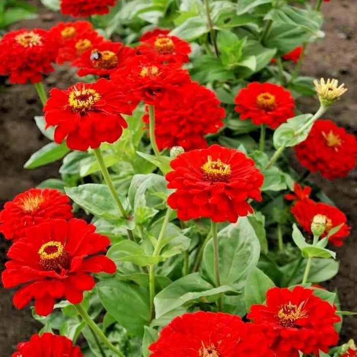 Red Zinnia Flower Seeds - 301+ Cherry Red Annuals for Garden, Cut Flowers & Pollinators | Zinnia elegans