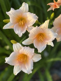 Mini Pearl Daylily Bareroot Fan - Peach Reblooming Hardy Perennial Hemerocallis