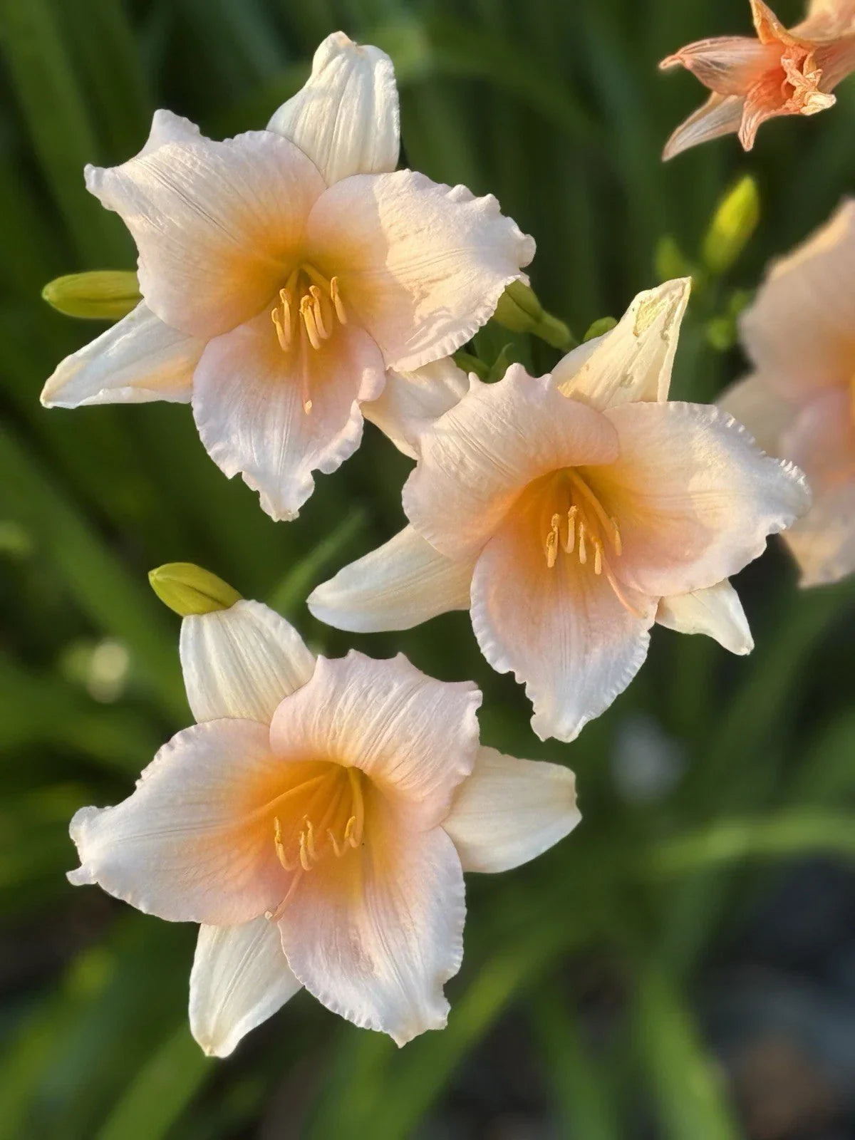 Mini Pearl Daylily Bareroot Fan - Peach Reblooming Hardy Perennial Hemerocallis