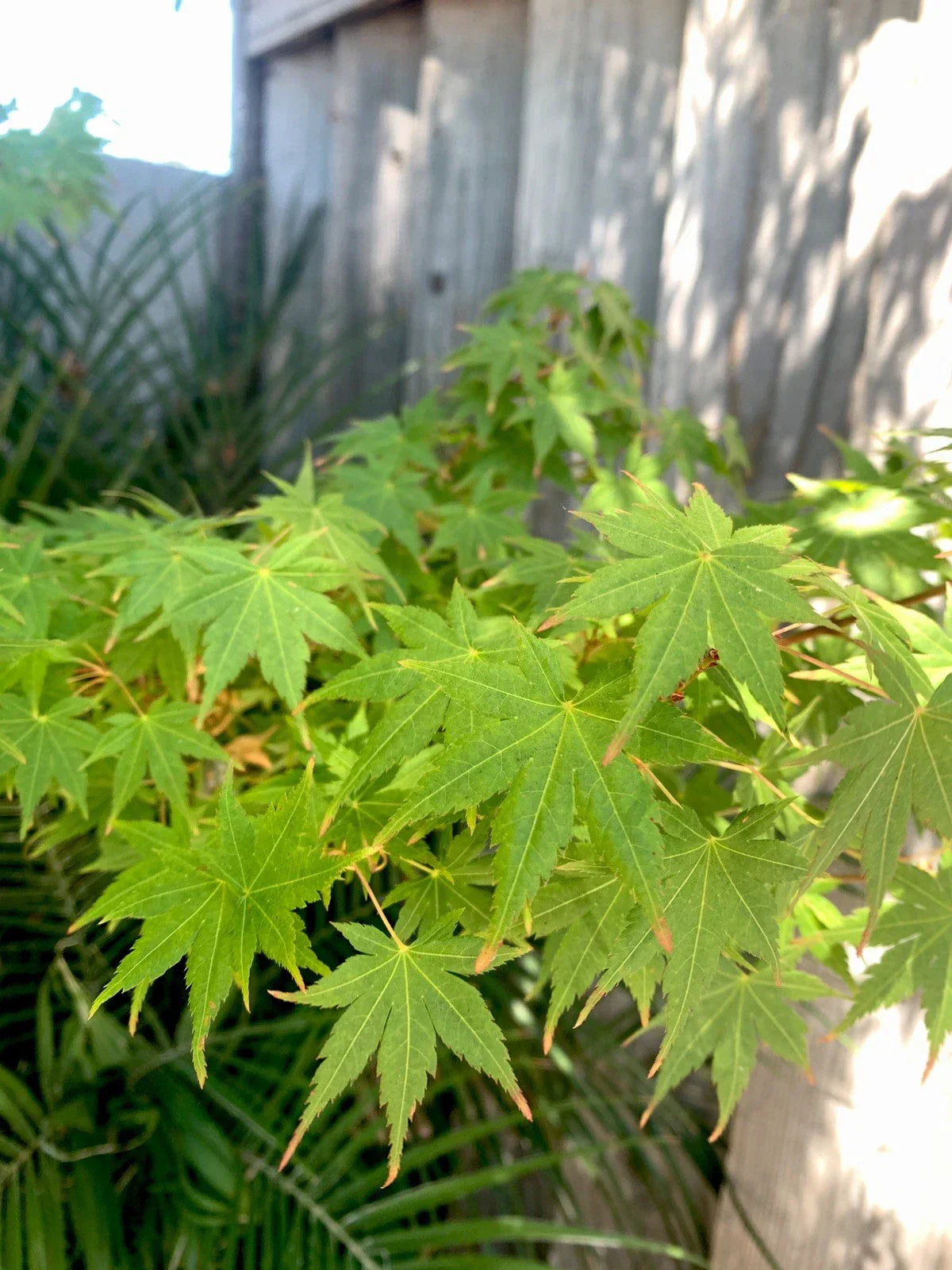 Japanese Maple Cuttings - 5 Green Stem Propagation Material - Acer palmatum for Garden, Bonsai & Landscape