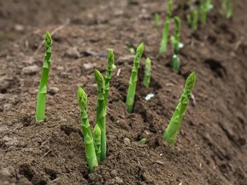 Mary Washington Asparagus Seeds – Organic Heirloom Variety for Home Gardening – Asparagus officinalis, 100 Seeds