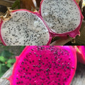 Dragon Fruit Seeds Pack of 200 – White & Red Pitaya Seeds for Home Gardening – Hylocereus Undatus Cactus for Indoor & Outdoor Growth