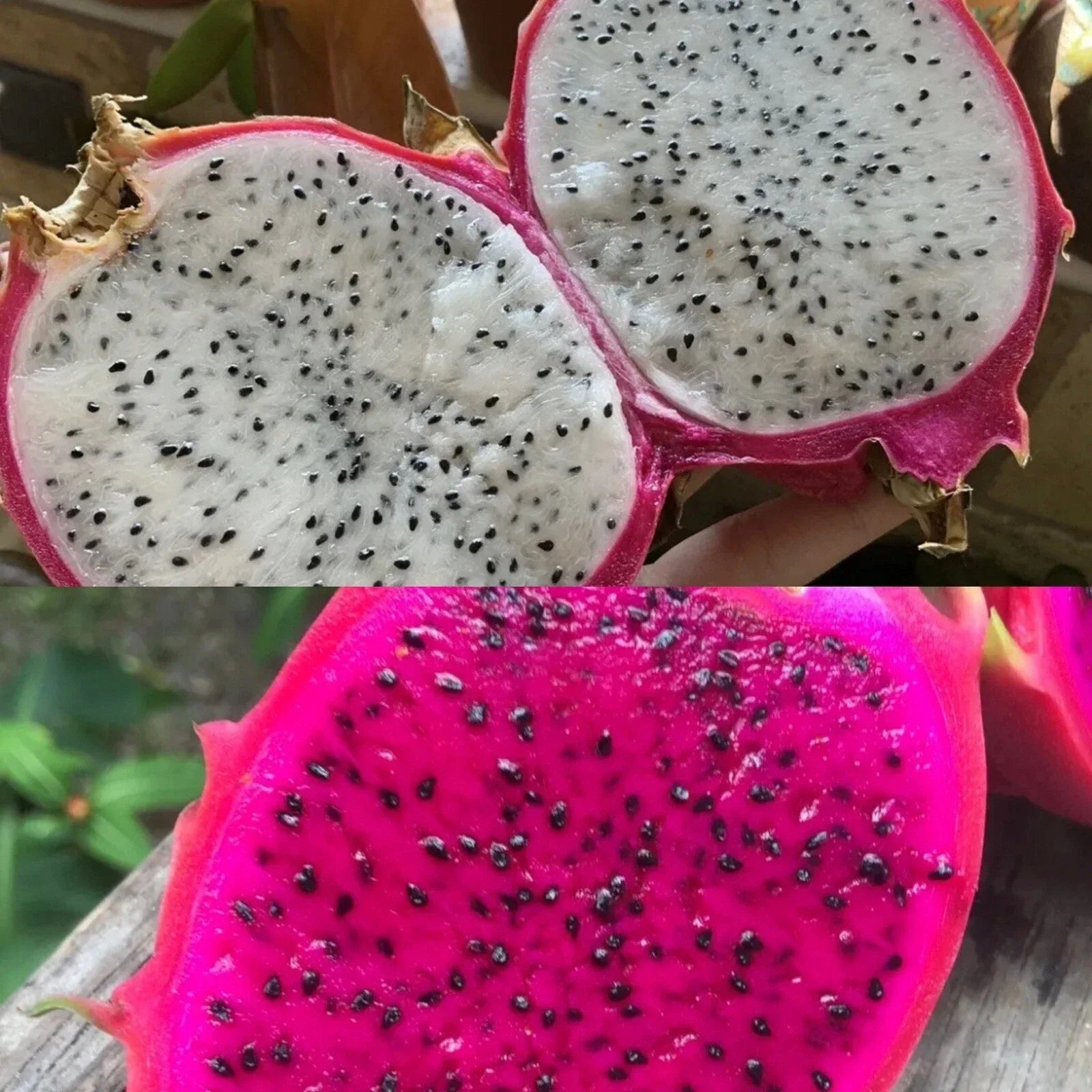 Dragon Fruit Seeds Pack of 200 – White & Red Pitaya Seeds for Home Gardening – Hylocereus Undatus Cactus for Indoor & Outdoor Growth