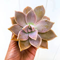 Ghost Plant Succulent - Live Graptopetalum paraguayense, Mother of Pearls, Indoor/Outdoor, Low Maintenance, Rosette, Drought Tolerant