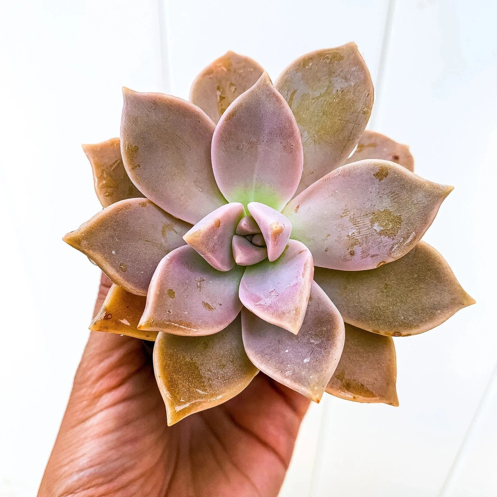 Ghost Plant Succulent - Live Graptopetalum paraguayense, Mother of Pearls, Indoor/Outdoor, Low Maintenance, Rosette, Drought Tolerant