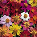 Victorian Mix Dahlia Seeds - Perennial Flowering Bulb - Vibrant Colors - Dahlia pinnata, Asteraceae, Full Sun, 25 Seeds