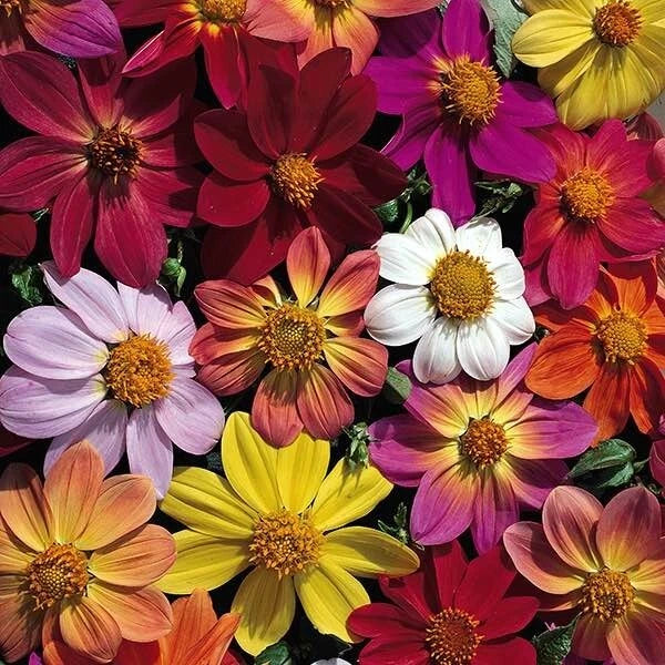 Victorian Mix Dahlia Seeds - Perennial Flowering Bulb - Vibrant Colors - Dahlia pinnata, Asteraceae, Full Sun, 25 Seeds