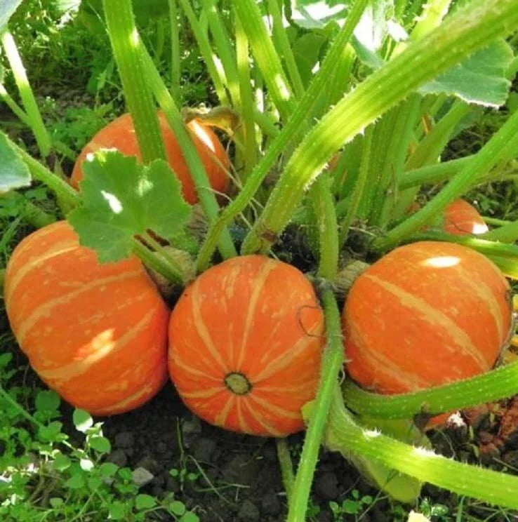 Orange Cutie Squash Seeds - 10 Seeds, Cucurbita pepo, Easy to Grow, Compact Bush, Full Sun, Home Garden Planting