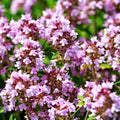 2000 Wild Thyme Seeds - Creeping & Lemon Thyme Herb Garden Starter - Thymus Pulegioides Non-GMO Ground Cover