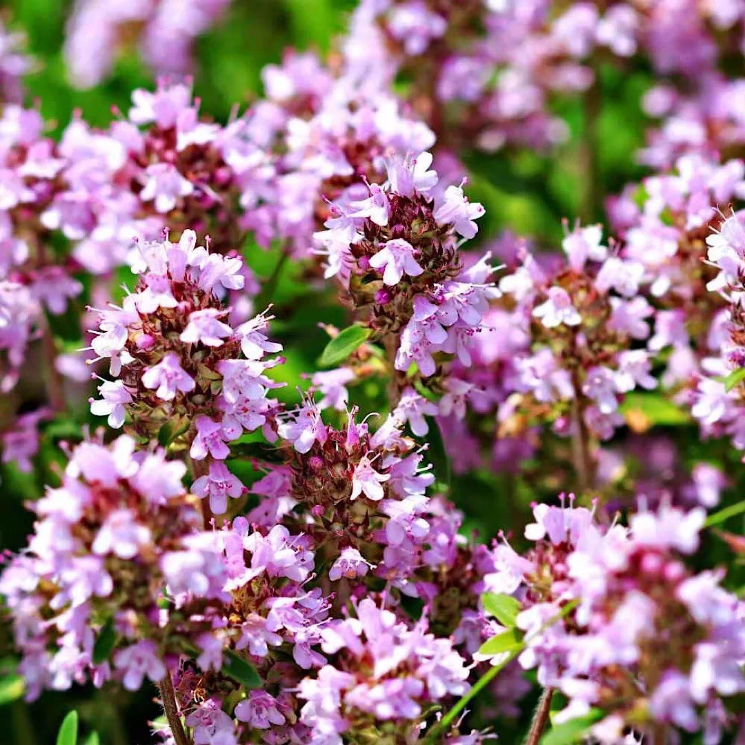 2000 Wild Thyme Seeds - Creeping & Lemon Thyme Herb Garden Starter - Thymus Pulegioides Non-GMO Ground Cover