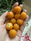 Golden Berry Seeds - Organic Physalis Peruviana Fruit Seeds for Home Garden, Edible, Non-GMO, 50 Pack