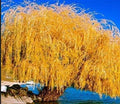 Golden Weeping Willow Cutting | Live Plant Propagation | Salix babylonica 'Golden' | Deciduous Tree