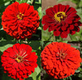 Zinnia Seeds Bulk 500 Count Hummingbird Reds Heirloom Non-GMO for Butterfly Gardens - Zinnia elegans