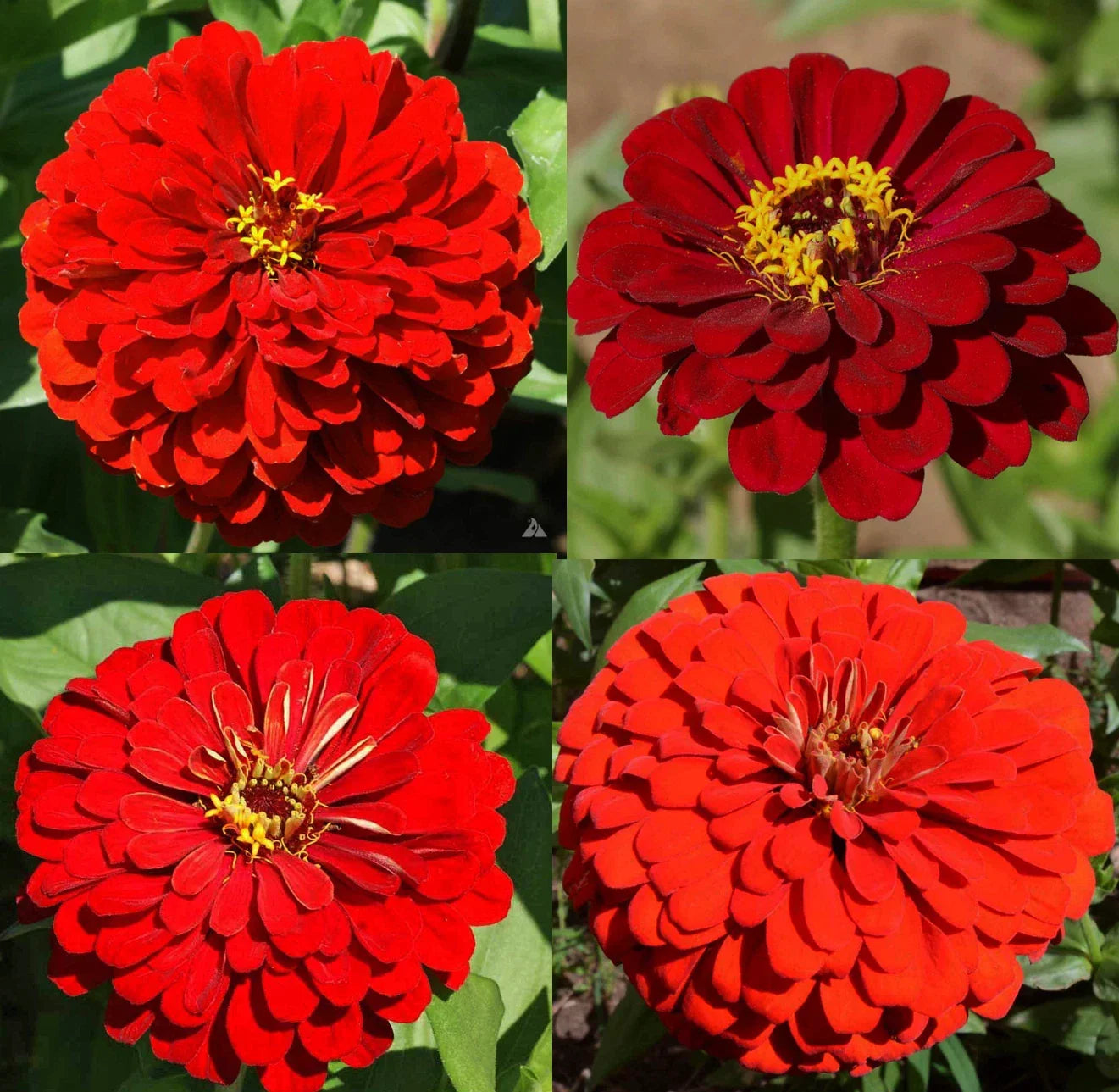 Zinnia Seeds Bulk 500 Count Hummingbird Reds Heirloom Non-GMO for Butterfly Gardens - Zinnia elegans